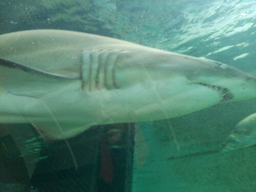 20120612_123908.jpg image